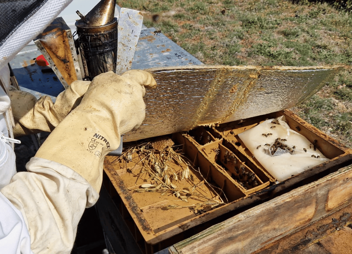 Potenciar el sistema inmunitario de las abejas de cara a la temporada invernal