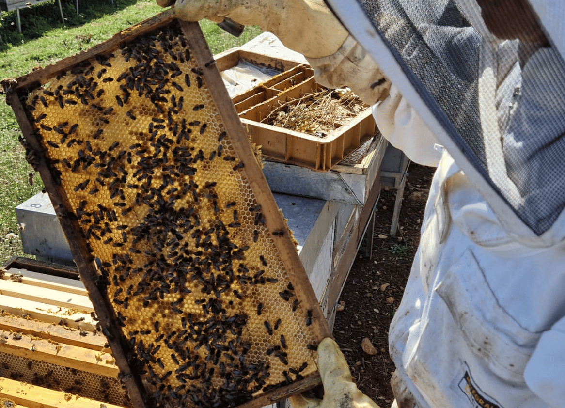 Un estudio pionero en Cataluña impulsado por Alemany concluye que el uso de hongos en la apicultura puede contribuir a mejorar la sostenibilidad de la producción apícola