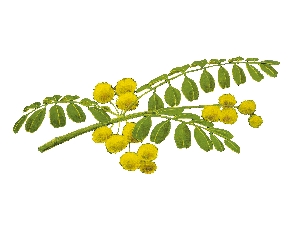 Flor de acacia | Miel de acacia Alemany